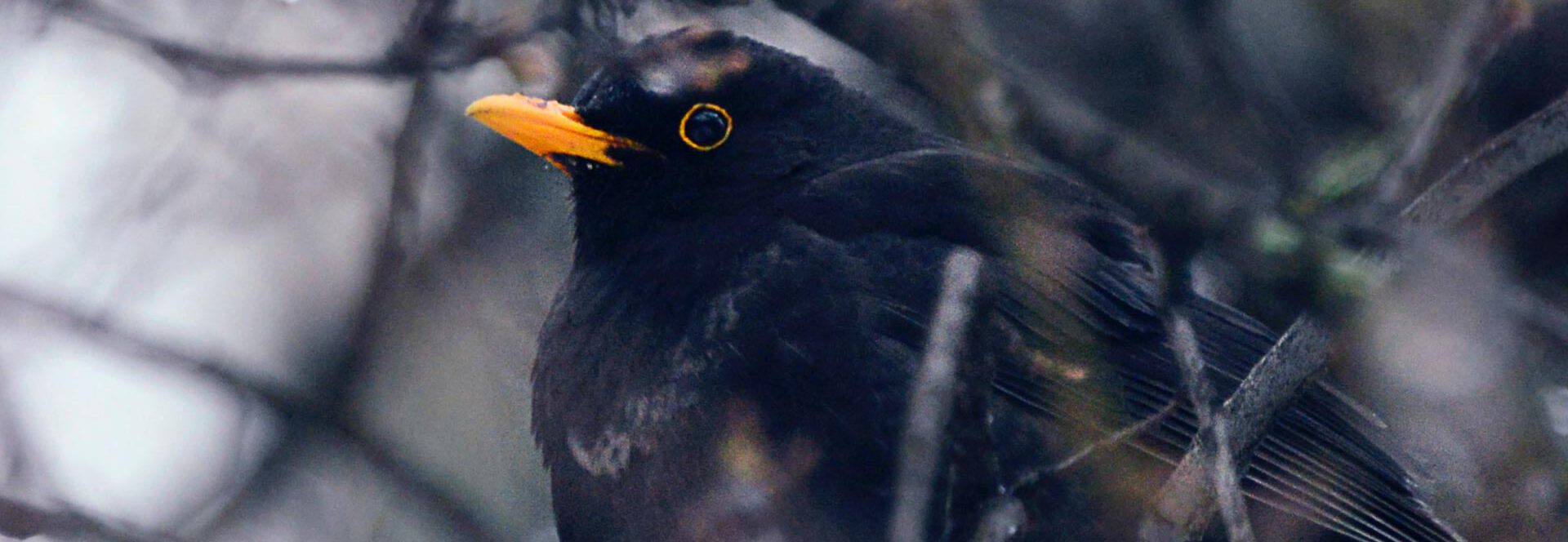 Eine männliche Amsel sitzt zwischen winterlichen Zweigen eines Baums oder Busches, der die ersten Knospen trägt.