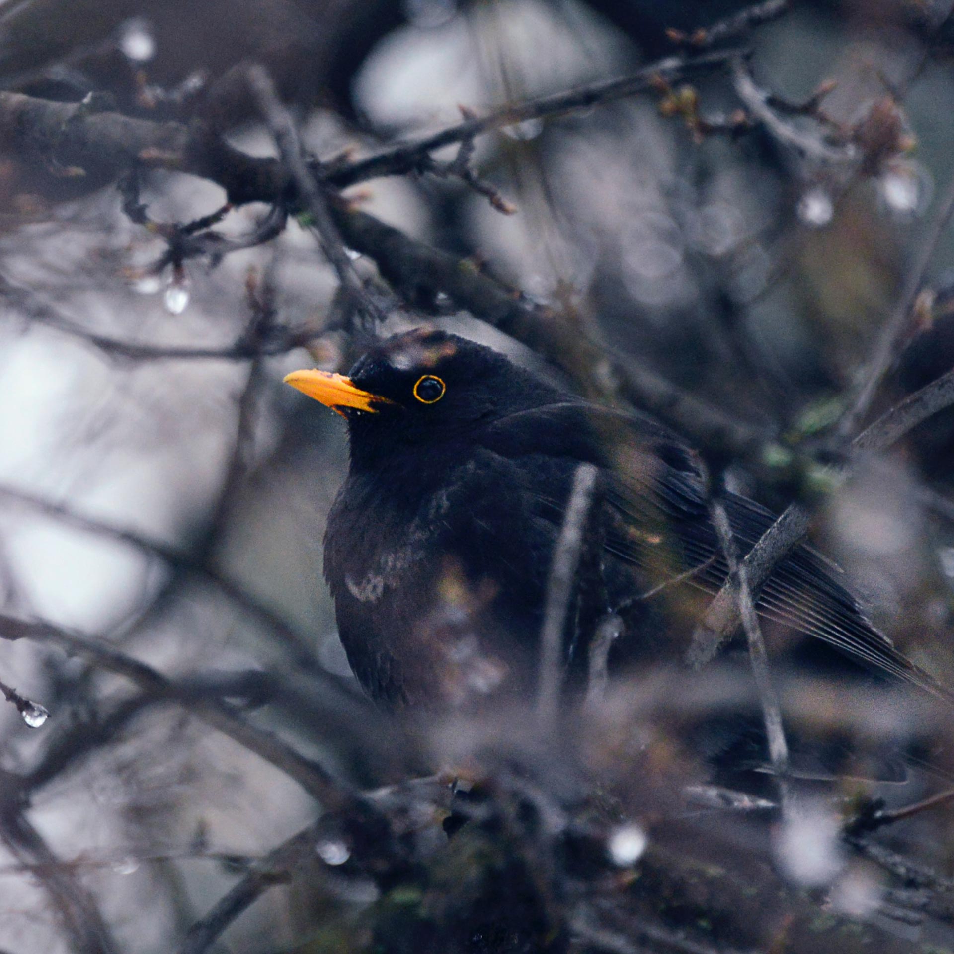 Eine männliche Amsel sitzt zwischen winterlichen Zweigen eines Baums oder Busches, der die ersten Knospen trägt.