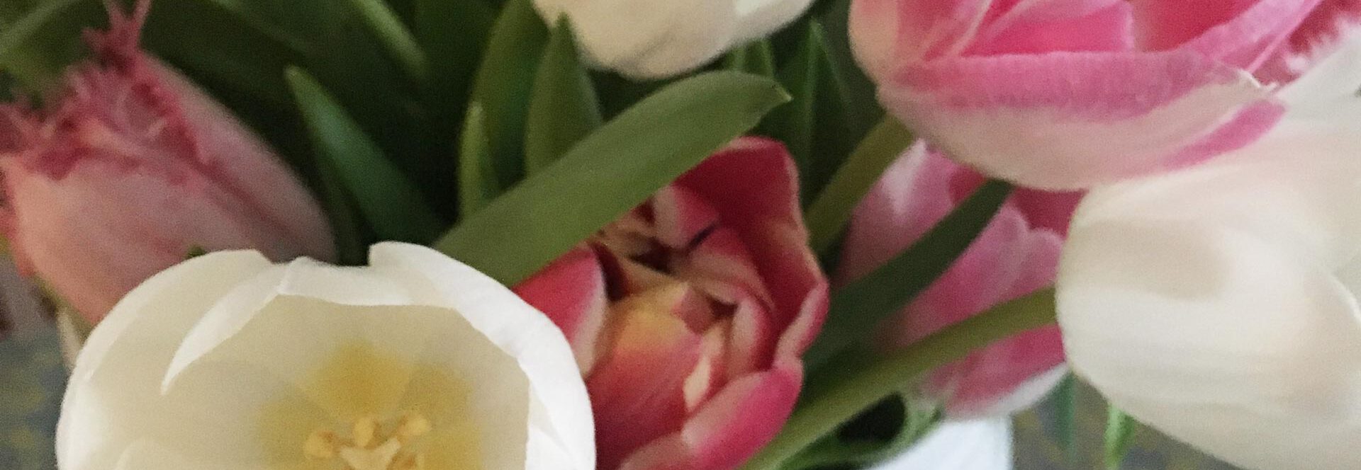 Nahaufnahme eines weiß-rosafarbenen Tulpenstraußes in einer weißen Vase.